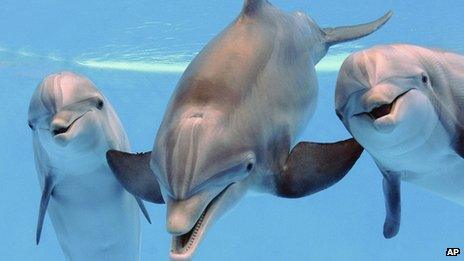 Bottlenose dolphins