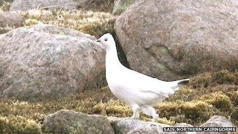 Female ptarmigan