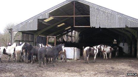 Horses found at a barn in Bridgend