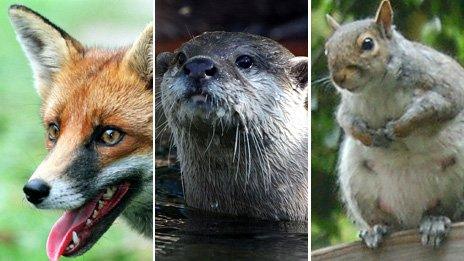 Fox, otter, squirel