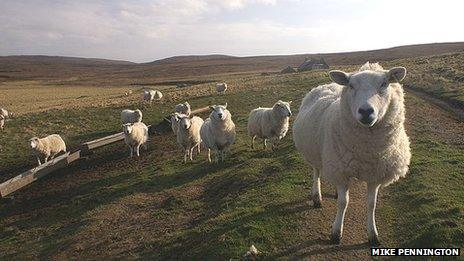 Shetland sheep