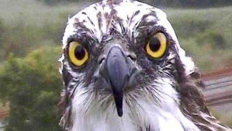 Monty the Osprey