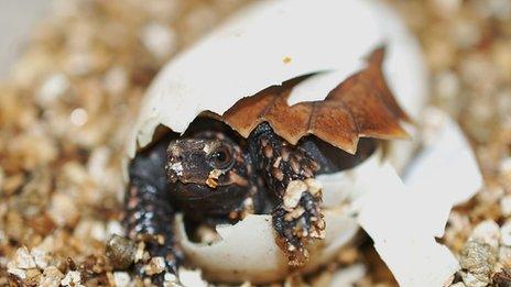 The baby spiny turtle