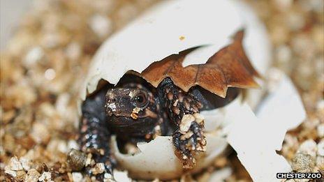 The baby spiny turtle