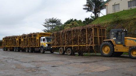 Trucks at a sugarcane mill outside Durban