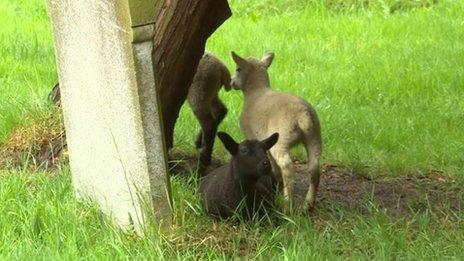 Sheep in the graveyard