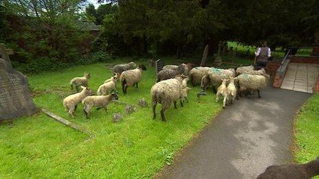 Sheep in the graveyard