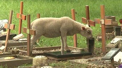 Sheep in the graveyard