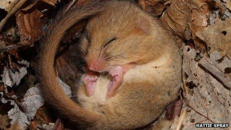 A dormouse asleep