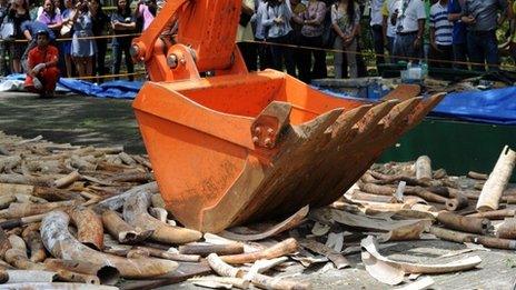 People watch as a backhoe crushes elephant tusks at a ceremony at the wildlife bureau compound in Manila on June 21, 2013.