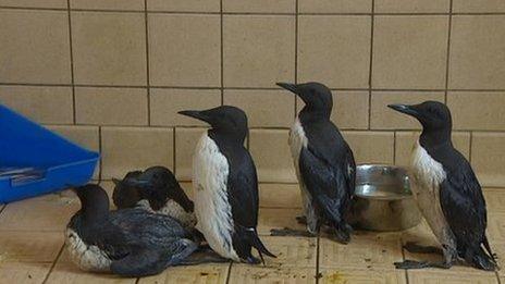 Rescued guillemots