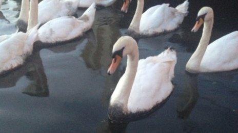 Swan being rescued from the River Thames in Windsor