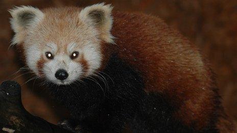 Red panda