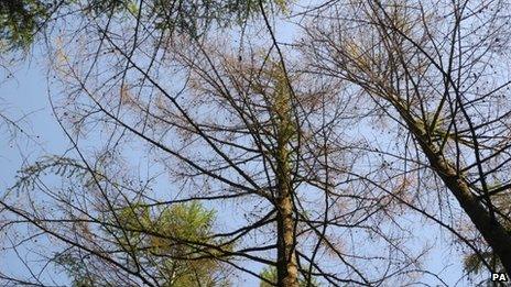 An affected larch tree