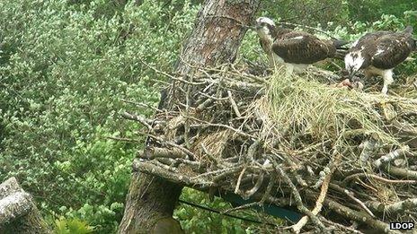 Bassenthwaite ospreys