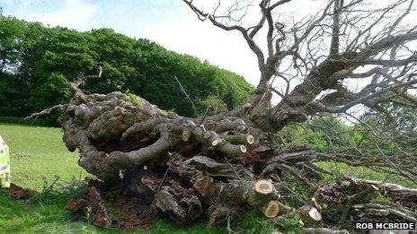 Part of the felled Pontfadog oak