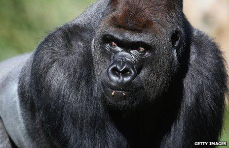 A silverback gorilla