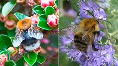 Tree bumblebee and Common carder bumblebee