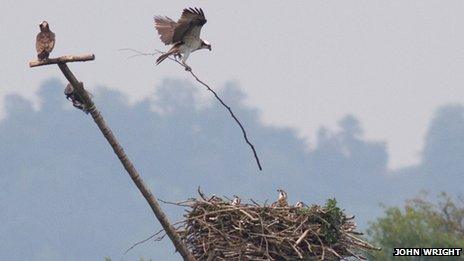 An adult osprey drops a 6ft long stick on the nest