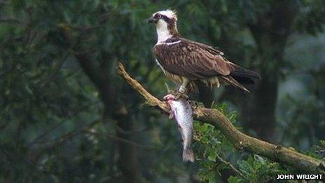 An osprey with a fish.