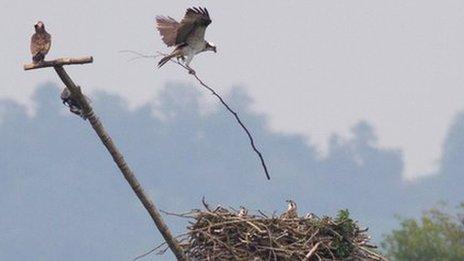 An adult osprey drops a 6ft long stick on the nest