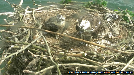 Three of the chicks in the nest in Manton Bay