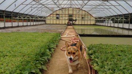 Greenhouse and dog