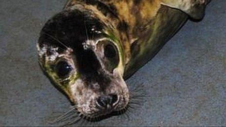 TB-infected seal. Pic: Cornish Seal Sanctuary