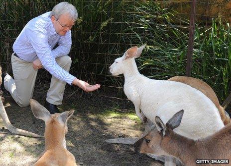 Kevin Rudd feeds kangaroo