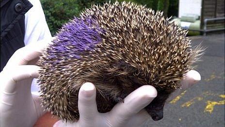 Hedgehog microchipped and painted ahead of release by GSPCA