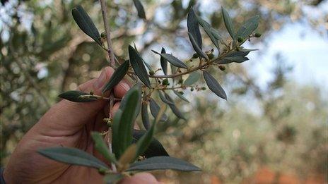 Olive tree in Croatia