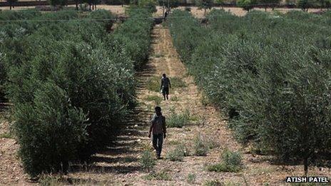 Olive farming/Rajasthan