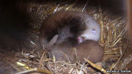 Baby Red Pandas