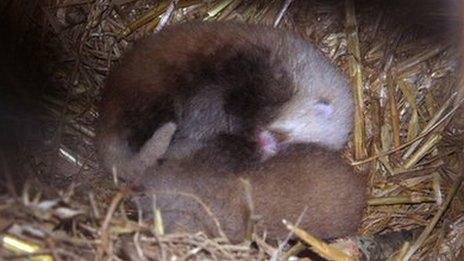 Baby Red Pandas