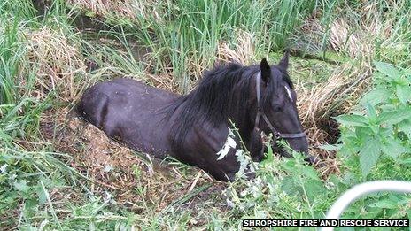 Horse stuck in the bog