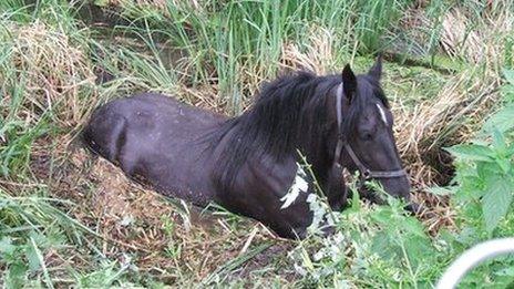 Horse stuck in the bog