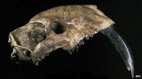 Thylacosmilus atrox skull