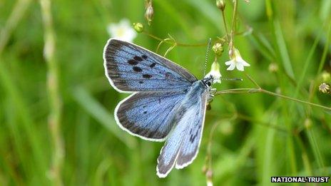 Large Blue at Collard Hill, Somerset