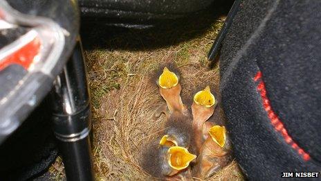 Nest in golf bag with five chicks