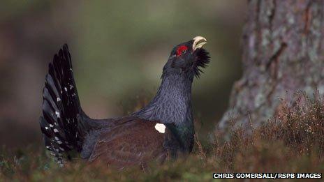 Capercaillie. Pic: Chris Gomersall/RSPB Images