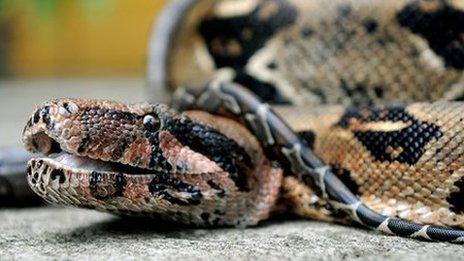 Boa constrictor (file image)