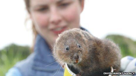 Dani Siddall with water vole