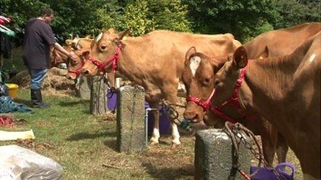 Cows at 100th Royal Guernsey Agricultural and Horticultural show in Saumarez Park