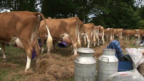 Cows at 100th Royal Guernsey Agricultural and Horticultural show in Saumarez Park