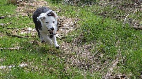 Dog running