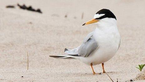 Little tern at Crimdon Dene