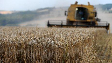 Field of wheat in Leicestershire