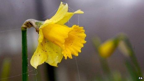 Daffodils blooming in December in Wales