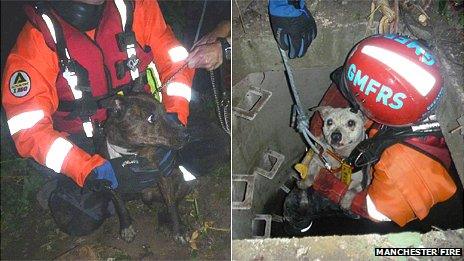 Dogs rescued from pipe in Bury