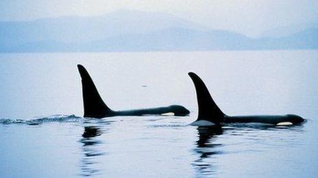 Orcas (SPL)